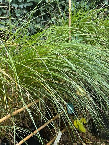 Bamboes, siergrassen, vijgen, walnoten en andere tuinplanten beschikbaar voor biedingen