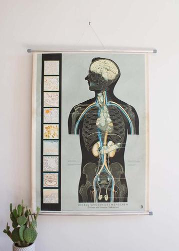 Vintage schoolplaat; Anatomie van de mens - bloeddruk beschikbaar voor biedingen