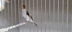 Majoor putter eumo, Dieren en Toebehoren, Mannelijk, Wildzangvogel, Geringd