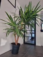 Yucca Palm Tree, Ophalen, Halfschaduw, Minder dan 100 cm
