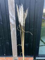 Pampasgras, Ophalen, Eenjarig, Overige soorten, Volle zon