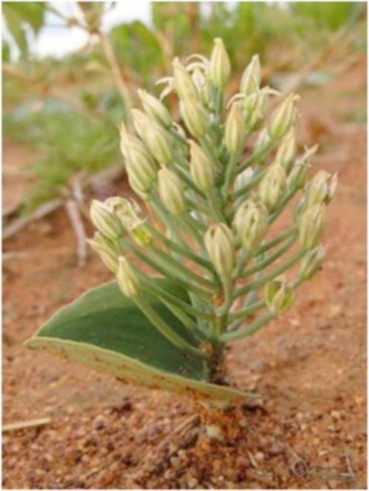 Caudex plant Eriospermum Cooperii uit Zuid Afrika, Huis en Inrichting, Kamerplanten, Overige soorten, Minder dan 100 cm, Bloeiende kamerplant