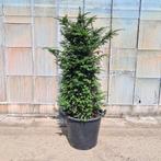 Taxus baccata 130 cm, Ophalen, Taxus, Struik, 100 tot 250 cm