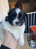 Prachtige kruising pus beschikbaar ., Dieren en Toebehoren, Parvo, Overige rassen, 8 tot 15 weken, Meerdere