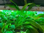 echinodorus bleheri, Ophalen, Nieuw, Plant(en), Steen of Hout