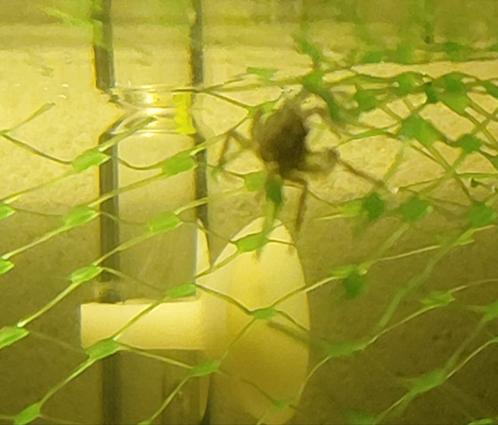 Micro krab limnopilos naiyanetri, Dieren en Toebehoren, Vissen | Aquariumvissen, Vis