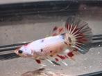 Candy koi betta man, Dieren en Toebehoren, Vissen | Aquariumvissen, Vis