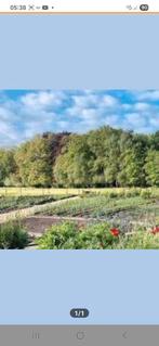 Gevraagt landbouwgrond, moestuin, Dieren en Toebehoren, Vogels | Duiven, Mannelijk, Postduif