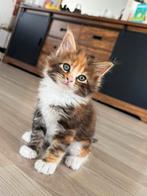 Mooie Maincoon kittens, Dieren en Toebehoren, Katten en Kittens | Raskatten | Langhaar