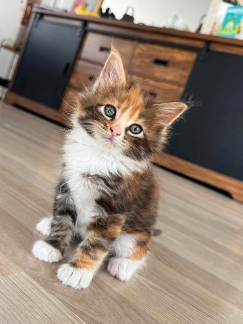 Mooie Maincoon kittens, Dieren en Toebehoren, Katten en Kittens | Raskatten | Langhaar