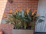 6x Strelitzia kunstplanten 75 cm., Ophalen of Verzenden, Gebruikt