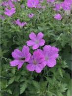 Geranium pratense (Beemdooievaarsbek), Bodembedekkers, Volle zon, Vaste plant, Ophalen of Verzenden