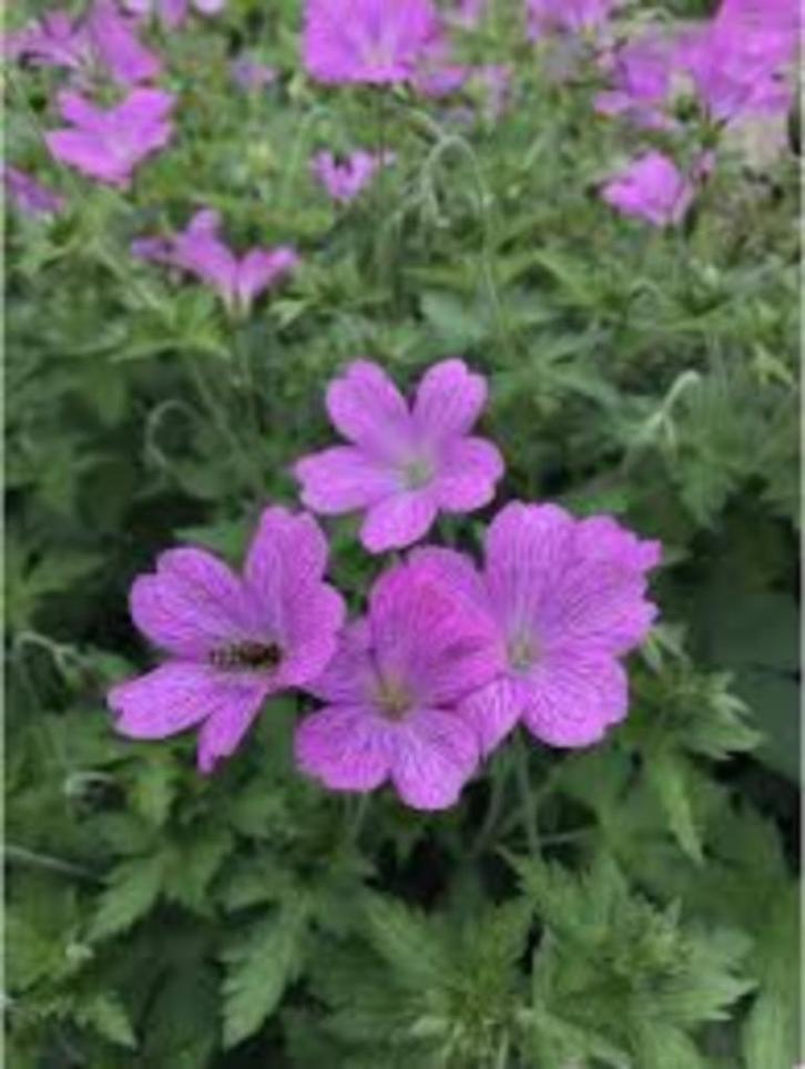 Geranium pratense (Beemdooievaarsbek), Tuin en Terras, Planten | Tuinplanten, Vaste plant, Bodembedekkers, Volle zon, Lente, Ophalen of Verzenden