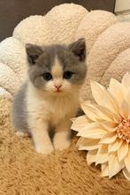 Sociale Britse Korthaar kittens paspoort, gechipt & ingeënt, Dieren en Toebehoren, Meerdere dieren, Gechipt, 0 tot 2 jaar