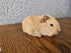 2 crème cali choco cavia zeugjes, Dieren en Toebehoren, Cavia, Augustus, Vrouwelijk, Tam