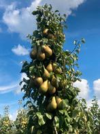 Hoogstam fruitbomen, Tuin en Terras, Lente, Volle zon, 250 tot 400 cm, Ophalen of Verzenden