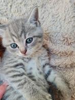 Blauwe rus/britse korthaar kittens, Kater, Met stamboom