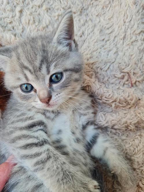 Blauwe rus/britse korthaar kittens, Dieren en Toebehoren, Katten en Kittens | Raskatten | Langhaar, Kater, Met stamboom