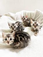 Raszuivere Bengaalse kittens met stamboom, Dieren en Toebehoren, Katten en Kittens | Raskatten | Korthaar, Meerdere dieren, Gechipt
