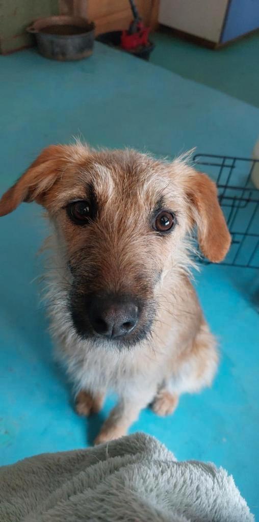 Gastgezin gezocht met optie tot adoptie, Dieren en Toebehoren, Honden | Niet-rashonden, Middel, Meerdere dieren, Particulier, Meerdere