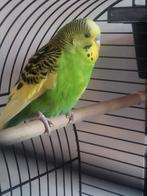 Jong grasparkietje man, Dieren en Toebehoren, Vogels | Parkieten en Papegaaien, Mannelijk, Parkiet