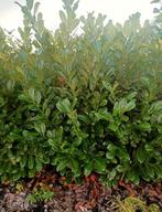 laurier rotundifolia in veel maten, Ophalen of Verzenden, Laurier, Haag, 100 tot 250 cm