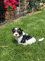 Biewer Yok pupjes, Dieren en Toebehoren, Honden | Jack Russells en Terriërs, Yorkshire Terriër, België, CDV (hondenziekte), 8 tot 15 weken