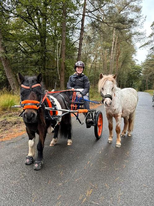 Verzorger gezocht 16+, Dieren en Toebehoren, Paarden en Pony's | Verzorgingsproducten, Ophalen