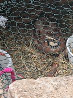 Kwarteleitjes, Dieren en Toebehoren, Pluimvee, Meerdere dieren, Overige soorten