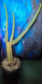 San Pedro cactus, Ophalen, Cactus, Volle zon, 100 tot 150 cm