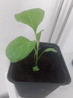 Biologische aubergine plantjes stekjes moestuinplantjes, Zomer, Ophalen, Groenteplanten, Eenjarig