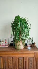 Beaucarnea recurvata (Olifantenpoot), Huis en Inrichting, Ophalen, In pot, Halfschaduw, Minder dan 100 cm