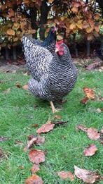 Amrock groot, Dieren en Toebehoren, Meerdere dieren, Kip