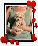 ️ 💜🐶 LAATSTE maltipoo toypoedel pup teefje 🐶💜, Dieren en Toebehoren, Overige rassen, CDV (hondenziekte), 8 tot 15 weken, Meerdere