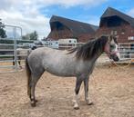 Verkoop 2 Welsh Pony's merries, Merrie