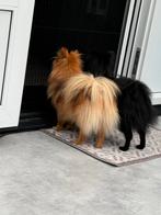 Pomeriaan pups, Dieren en Toebehoren, Honden | Chihuahua's en Gezelschapshonden, Rabiës (hondsdolheid), Overige rassen, 8 tot 15 weken
