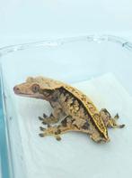 Wimpergekko man, Dieren en Toebehoren, Hagedis