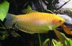 goud gourami €3,95, Vis, Zoetwatervis