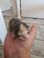 Britse korthaar/ ragdoll kittens., Dieren en Toebehoren, Katten en Kittens | Overige Katten, Meerdere dieren, Kortharig, 0 tot 2 jaar