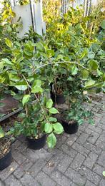 Weer een flinke partij camelia dr king 125/150prijs 29,95 ps, Tuin en Terras, Planten | Tuinplanten, Vaste plant, Halfschaduw