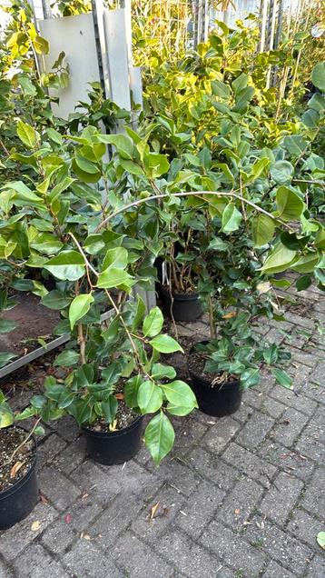 Weer een flinke partij camelia dr king 125/150prijs 29,95 ps beschikbaar voor biedingen