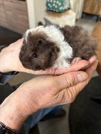 Lunkarya, Dieren en Toebehoren, Knaagdieren, Cavia, Meerdere dieren, Tam, Oktober