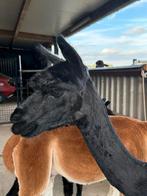 Alpaca merrie met cria, Dieren en Toebehoren, Overige Dieren, Vrouwelijk, Voor 1 juli 2024