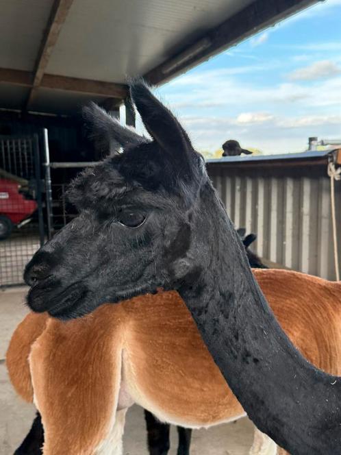 Alpaca merrie met cria, Dieren en Toebehoren, Overige Dieren, Vrouwelijk