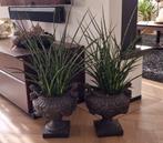 2 unieke potten met Sansevieria's Varenhout Mikado 60 cm. h., Huis en Inrichting, Kamerplanten, Ophalen, Overige soorten, Halfschaduw