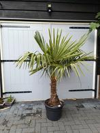 Palmboom tuinpalm winterhard, Tuin en Terras, Planten | Bomen, Ophalen, Volle zon, Palmboom, 100 tot 250 cm