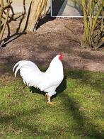 Toom schijndelaar kleuren leggers  2025, Dieren en Toebehoren, Pluimvee, Meerdere dieren, Kip