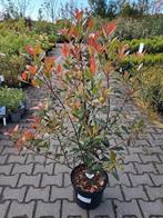 Photinia fraseri mandarino, glansmispel 125 cm hoog Pot, Tuin en Terras, Ophalen of Verzenden, Overige soorten, Struik, 100 tot 250 cm