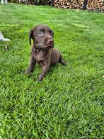 Puppy's, Dieren en Toebehoren, Honden | Niet-rashonden, 8 tot 15 weken, Teef, Meerdere, Nederland