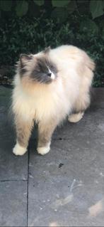 VERMIST – KAT NALA (RAGDOLL, 12 JAAR) – IJSSELSTEIN, Dieren en Toebehoren, Poes